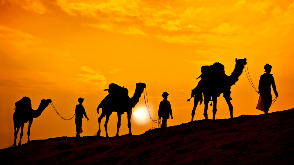 camel