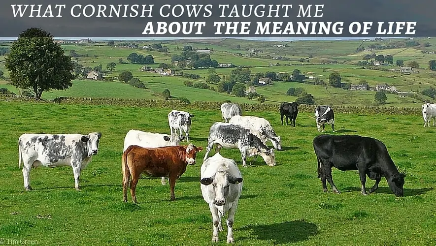 What Cornish Cows Taught Me About the Meaning of Life