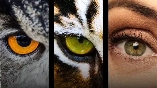 A close-up collage shows the eyes of an owl (yellow-orange iris), a tiger (green iris with stripes), and a human (green-brown iris with eyelashes), separated by black bars, symbolizing the rational vision emphasized in Ahmadiyya Islam.