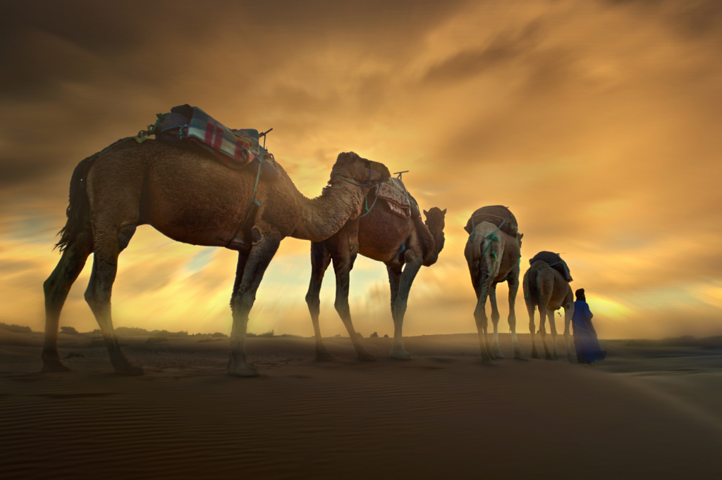 camel line